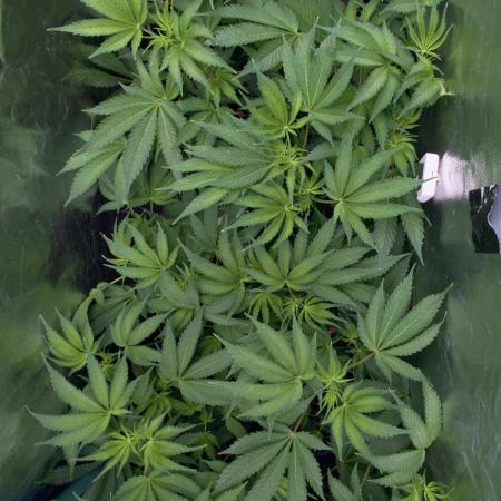 Trich beast clones experiment