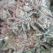 Solfire Gardens - Trich Beast