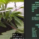 Solfire Gardens - Trich Beast