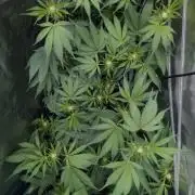 Trich beast clones experiment