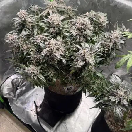 Ravenberry - Mephisto Genetics