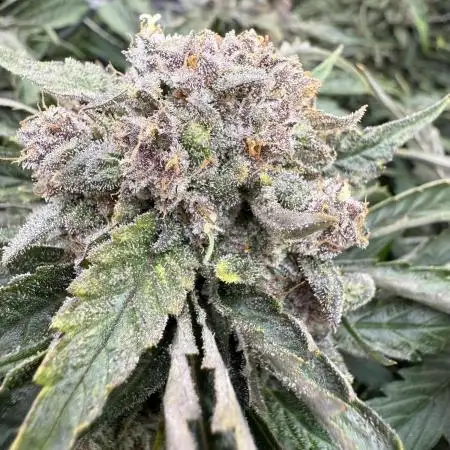 Deez Nuggs - Mephisto Genetics