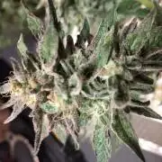 Cannabitch 