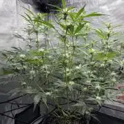 Mendo guava 42 fast buds