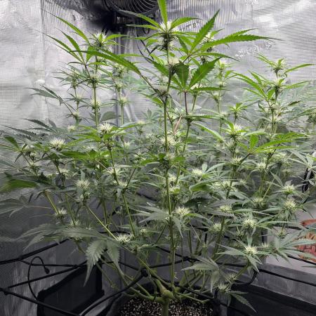 Mendo guava 42 fast buds