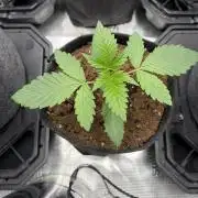 Gorilla glue 4 original glue gg strains