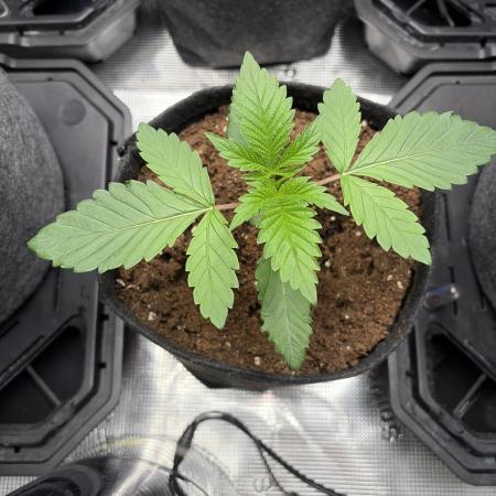 Gorilla glue 4 original glue gg strains