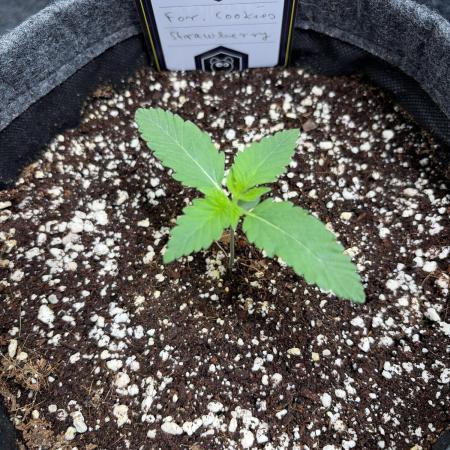 Mephisto forgotten Cookies strawberry
