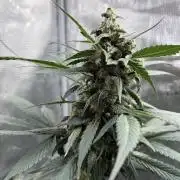 Guava and Strawberry Gorilla Auto RF3