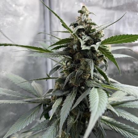 Guava and Strawberry Gorilla Auto RF3