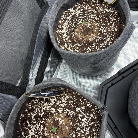 Mephisto 505 headbanger