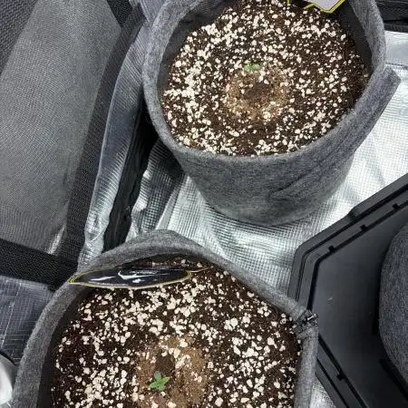 Mephisto 505 headbanger