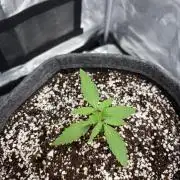 Guava Sundae 42 fast buds