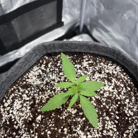 Guava Sundae 42 fast buds