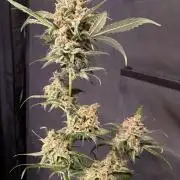 42 fast buds champions line