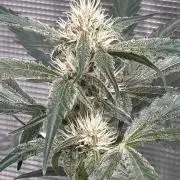 42 fast buds champions line