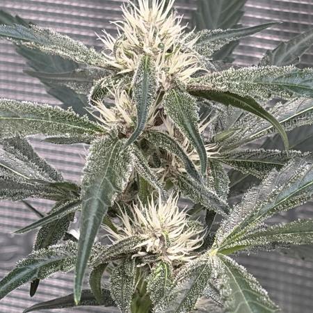 42 fast buds champions line