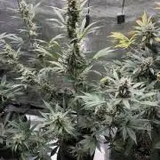 Guava and Strawberry Gorilla Auto RF3