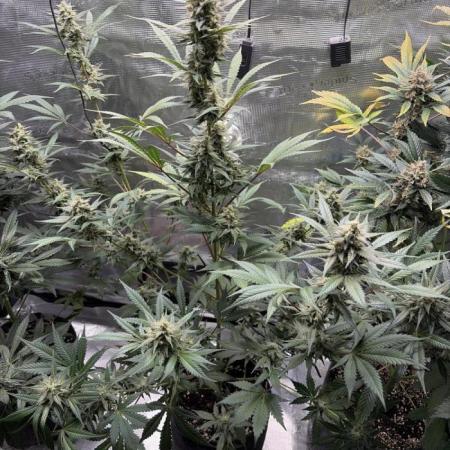 Guava and Strawberry Gorilla Auto RF3
