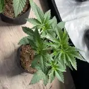 Gorilla glue 4 original glue gg strains