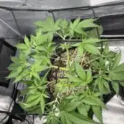 Mendo guava 42 fast buds