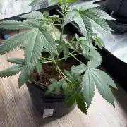 Mephisto forgotten Cookies strawberry