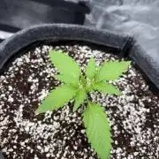Mendo guava 42 fast buds