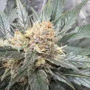Lemon Cherry Cookies Auto