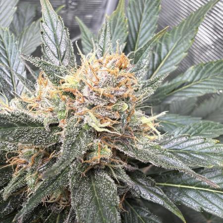 Lemon Cherry Cookies Auto