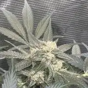 42 fast buds champions line