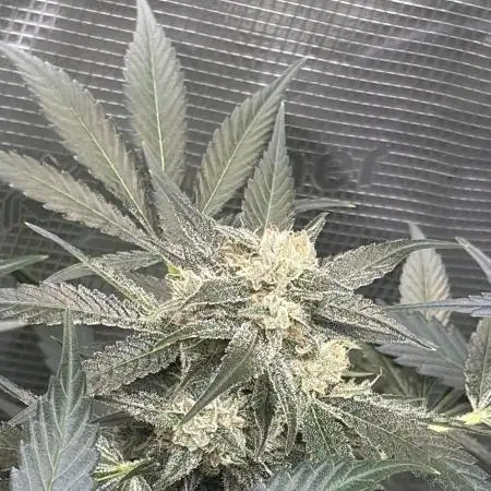 42 fast buds champions line