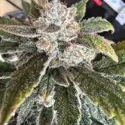 42 fast buds champions line
