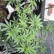 Guava Sundae 42 fast buds