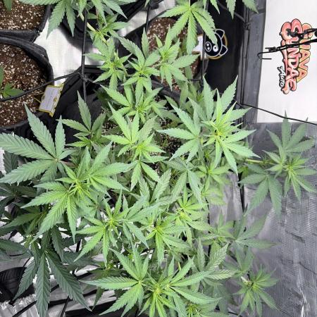 Guava Sundae 42 fast buds