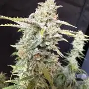 Z-Up Auto