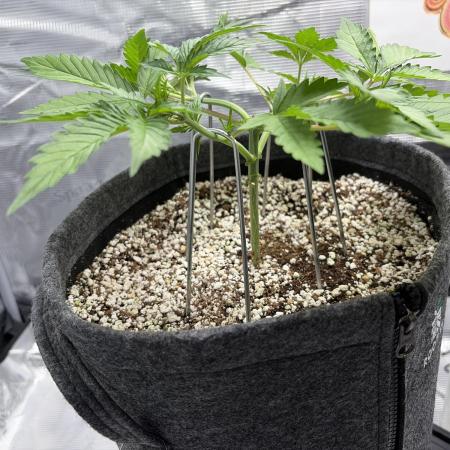 Mendo guava 42 fast buds
