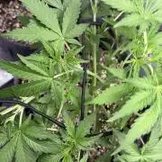 Guava Sundae 42 fast buds