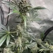 42 fast buds champions line