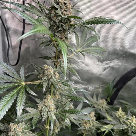42 fast buds champions line