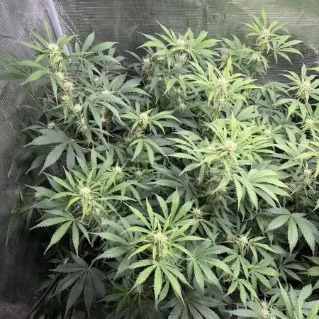 Z-Up Auto