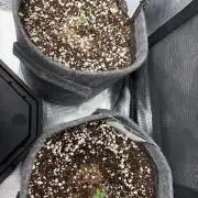 Mephisto forgotten Cookies strawberry