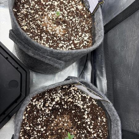 Mephisto forgotten Cookies strawberry