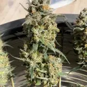 42 fast buds champions line