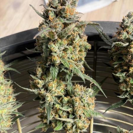42 fast buds champions line