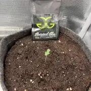 Gorilla glue 4 original glue gg strains
