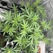 Guava Sundae 42 fast buds