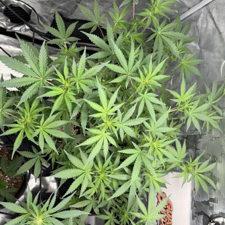 Guava Sundae 42 fast buds