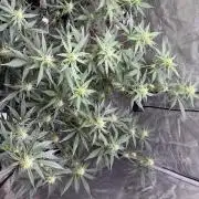 Guava Sundae 42 fast buds
