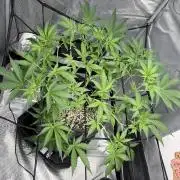 Mendo guava 42 fast buds