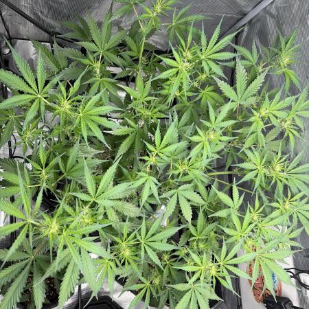 Mendo guava 42 fast buds